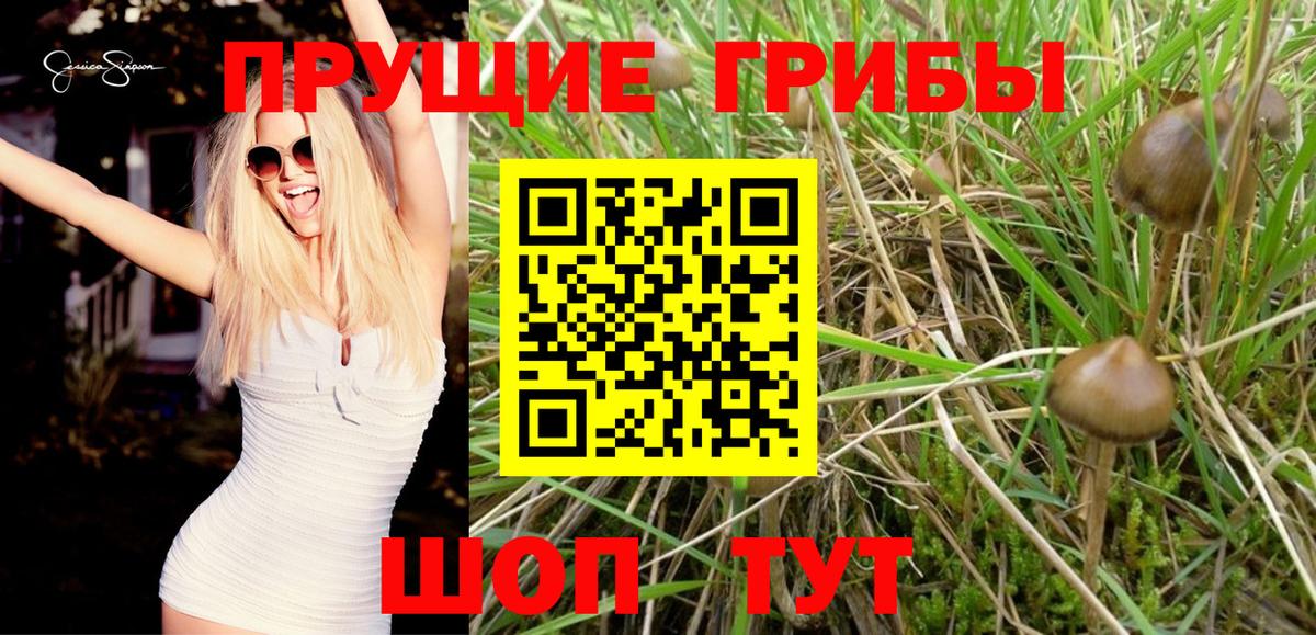 Псилоцибиновые грибы Psilocybine cubensis  Вход с VPN  Полысаево 